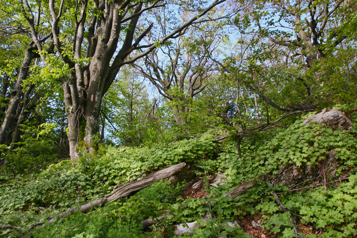 /crovuri/img_1048.jpg