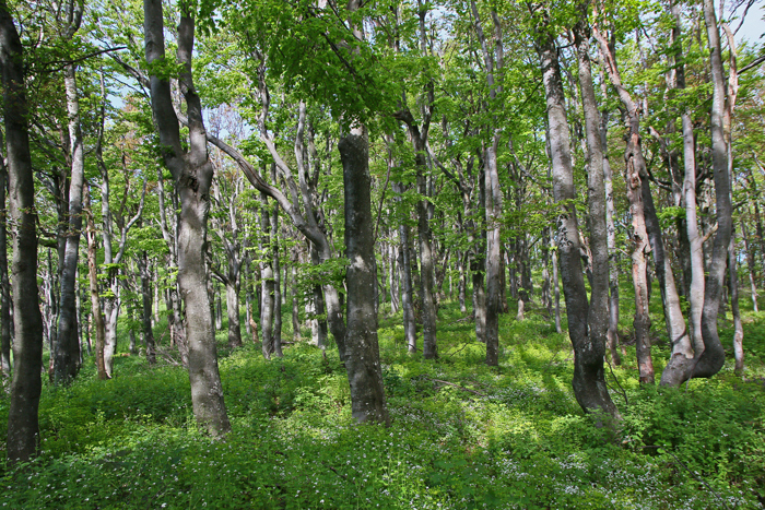 /crovuri/img_1052.jpg