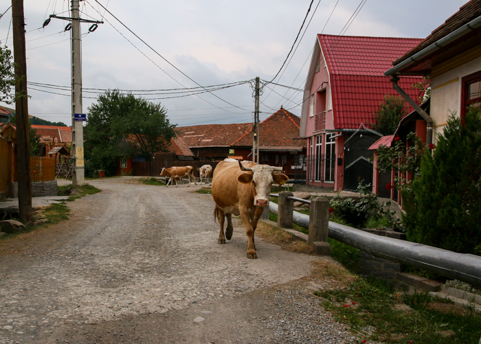 /harghita/img_8198.jpg