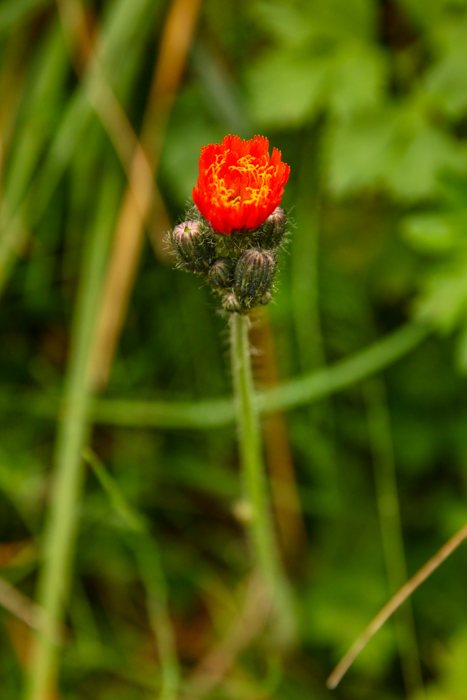 /harghita/img_8219.jpg