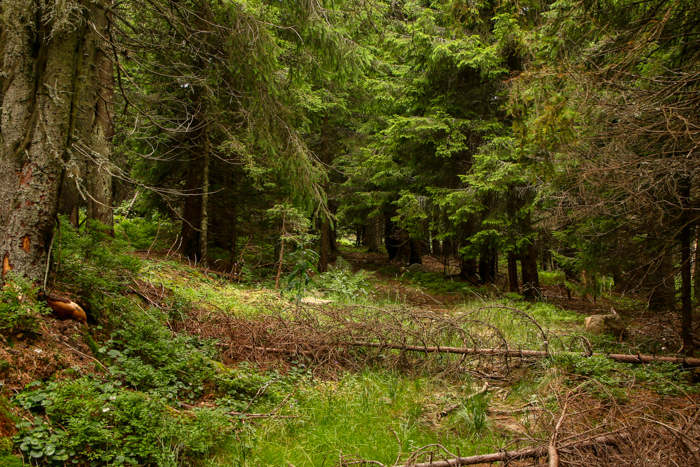 /harghita/img_8409.jpg
