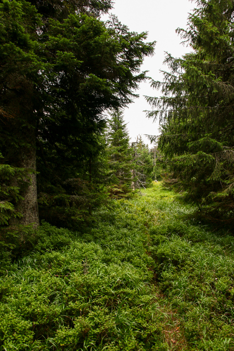 /harghita/img_8410.jpg