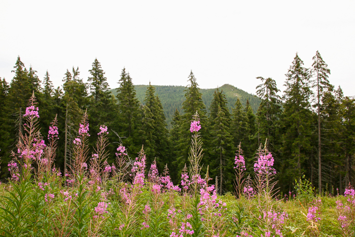 /harghita/img_8423.jpg