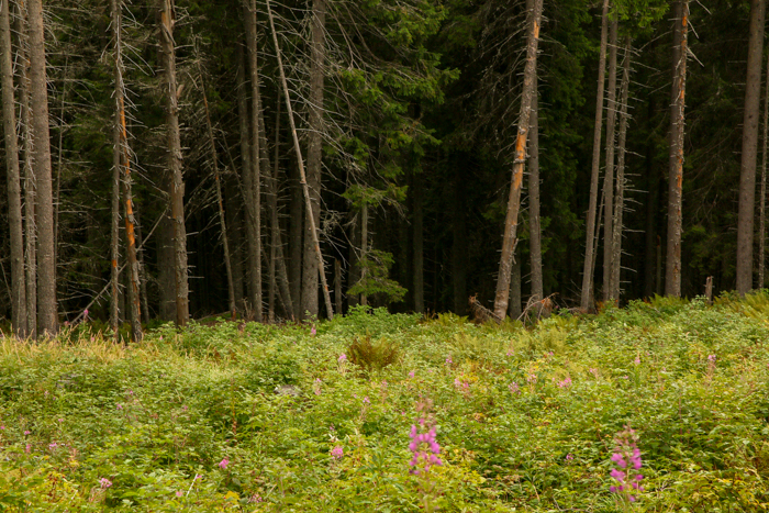 /harghita/img_8424.jpg