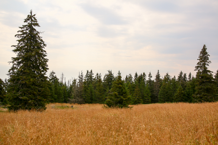 /harghita/img_8429.jpg