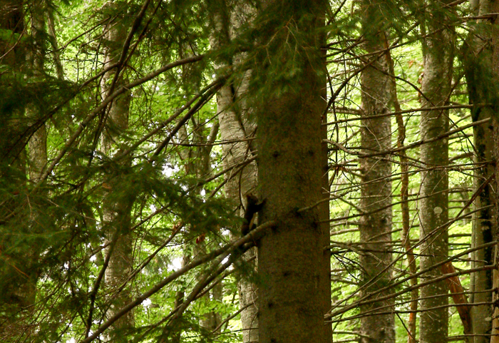 /harghita/img_8448.jpg