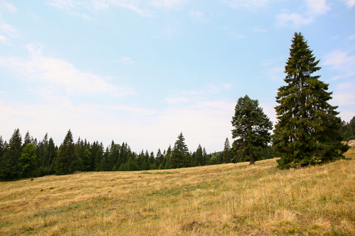 /harghita/img_8450.jpg