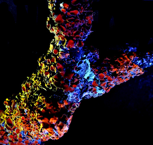/Licheni/lichen_la_lumina_ultravioleta.jpg