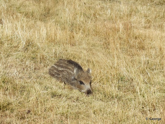 /valcan/dscf4597.jpg