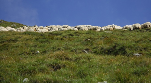 /Fagaras/_adi3364.jpg
