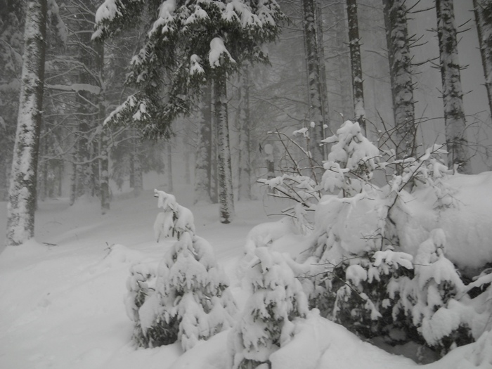 /Fagaras/dscn2468.jpg