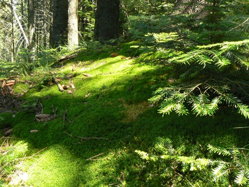 /Fagaras/p1120561.jpg