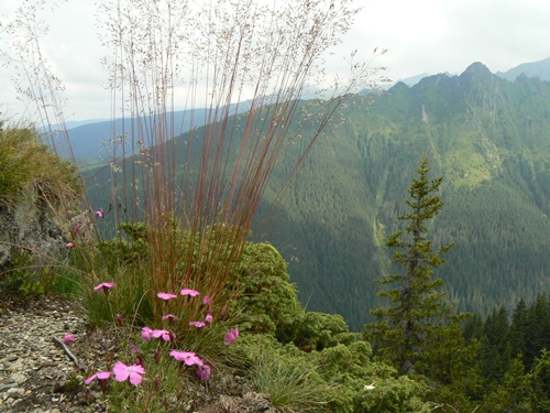 /Fagaras/p1120578.jpg