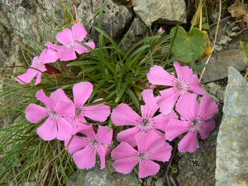 /Fagaras/p1120595.jpg