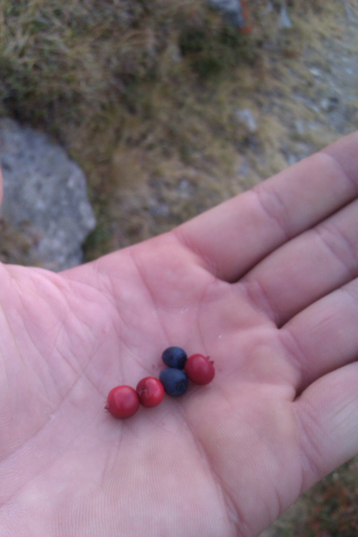 /Vanatoarea/imag0833.jpg