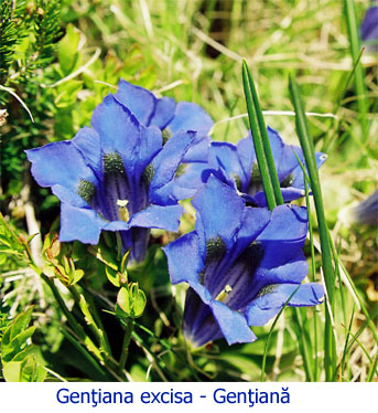 Carpati.org