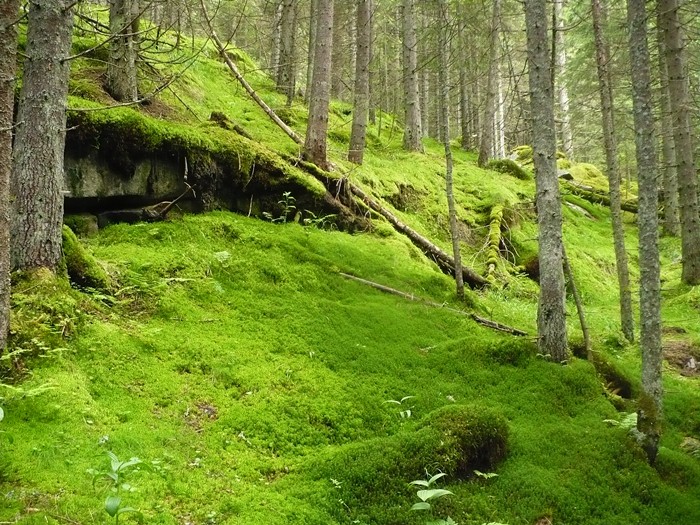 /Retezat/p1090464a.jpg
