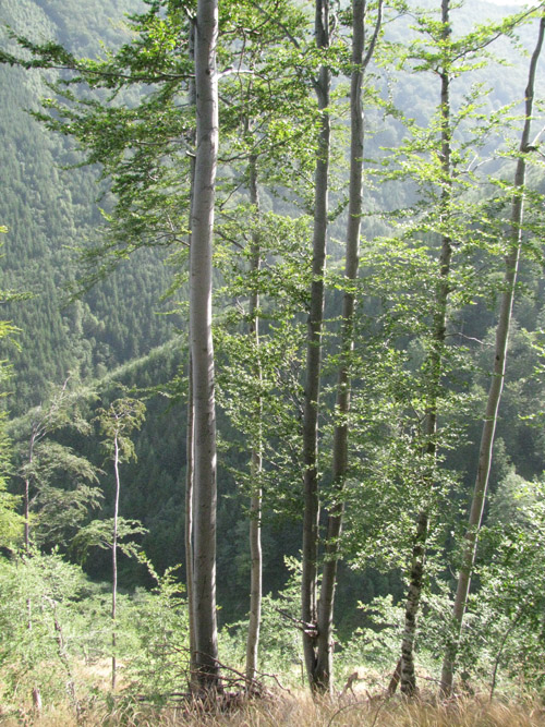 /fagaras/img_0498.jpg