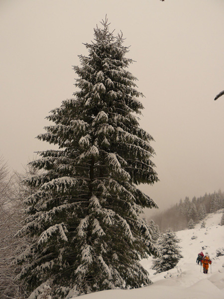 /Fagaras/11.jpg