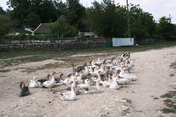 /Baspunar2/img_8410-j6.jpg