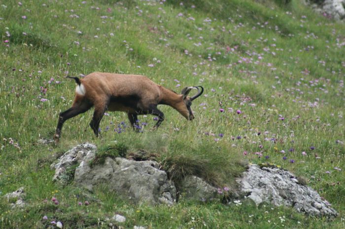 /Bucegi/img_4622-j1.jpg