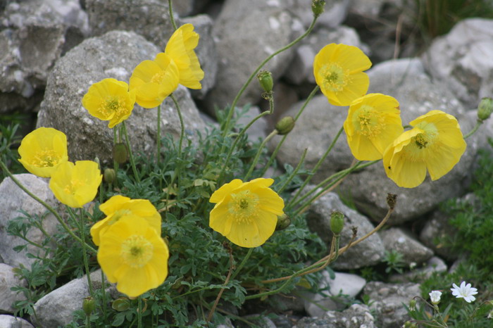 /Bucegi/img_4630-j1.jpg