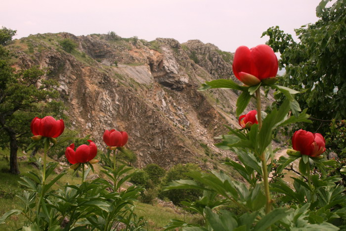 /Bujori/img_5102-jb.jpg