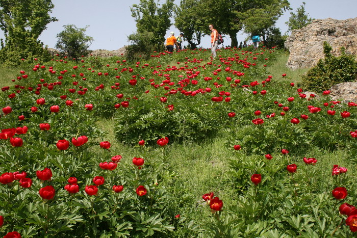 /Bujori/img_5192-jb.jpg