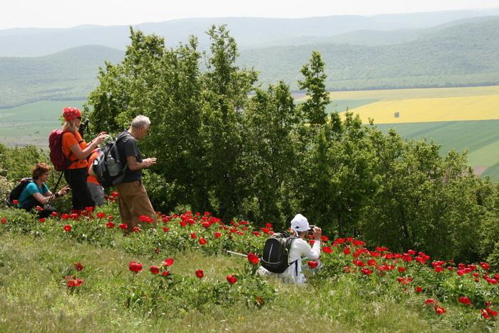 /Bujori/img_5217-jb.jpg