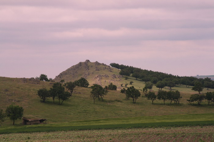 /Bujori/img_5372-jb.jpg