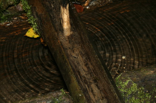 /Crovuri1/img_6770-j1.jpg
