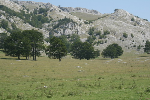 /Crovuri2/img_6920-j1.jpg