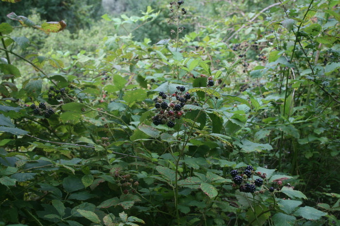 /Inelet/img_8416.jpg
