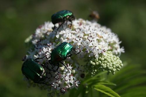 /Mohornic/img_7864-j2.jpg