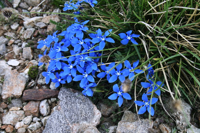 /Pirin2a/img_2944-j1.jpg
