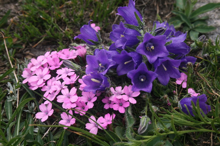/Pirin3b/img_3147-j3.jpg