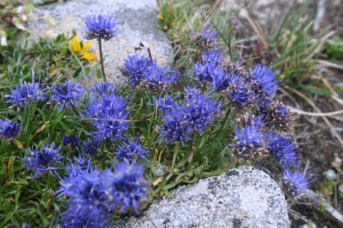 /Pirin3b/img_3149-j3.jpg