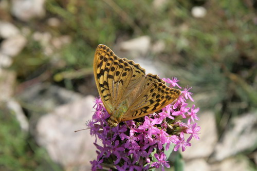 /Pricopanu5/img_7706-pp.jpg
