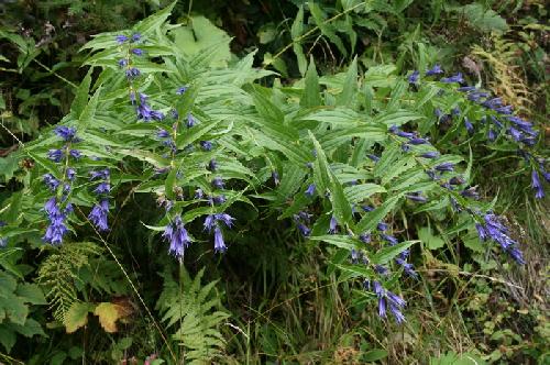 /Scropoasa/img_9715-j1.jpg