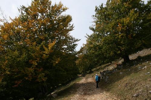 Carpati.org