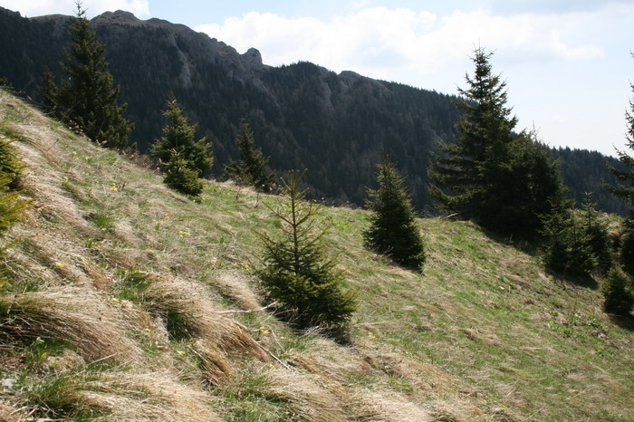 /ValeaAlpina4/img_1779-alp.jpg