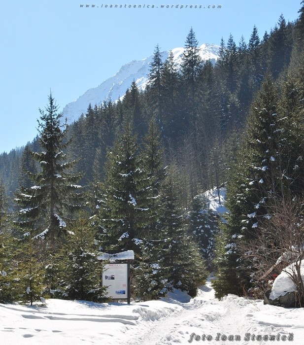 /RetezatIarna/dsc_1330.jpg