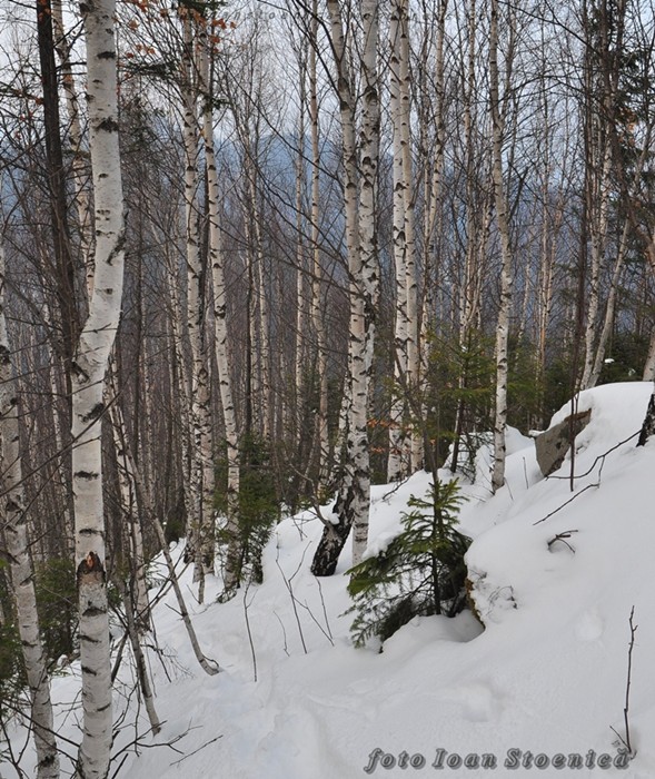 /Tarcau/dsc_0266.jpg
