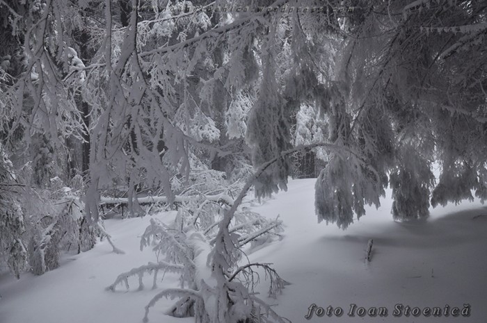 /Tarcau/dsc_0388.jpg