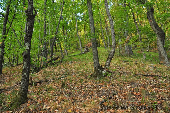 /almajului/dsc_1520.jpg