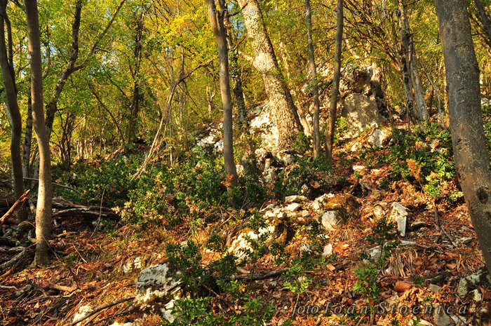 /almajului/dsc_1522.jpg