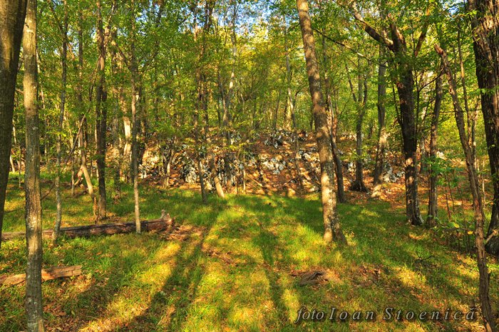 /almajului/dsc_1524.jpg