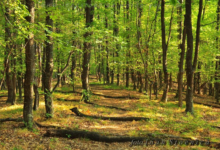 /almajului/dsc_1562.jpg