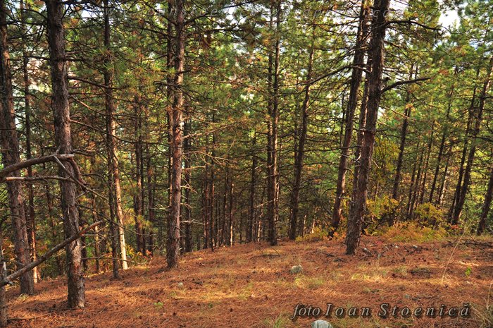 /almajului/dsc_1859.jpg