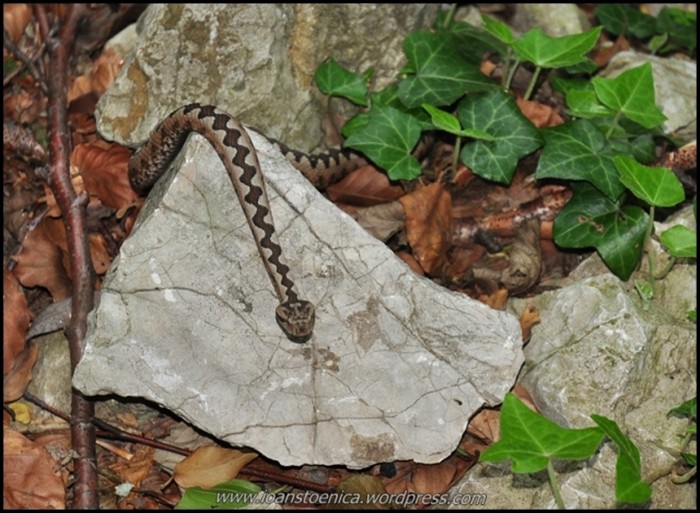 /cheileNerei/dsc_6248.jpg
